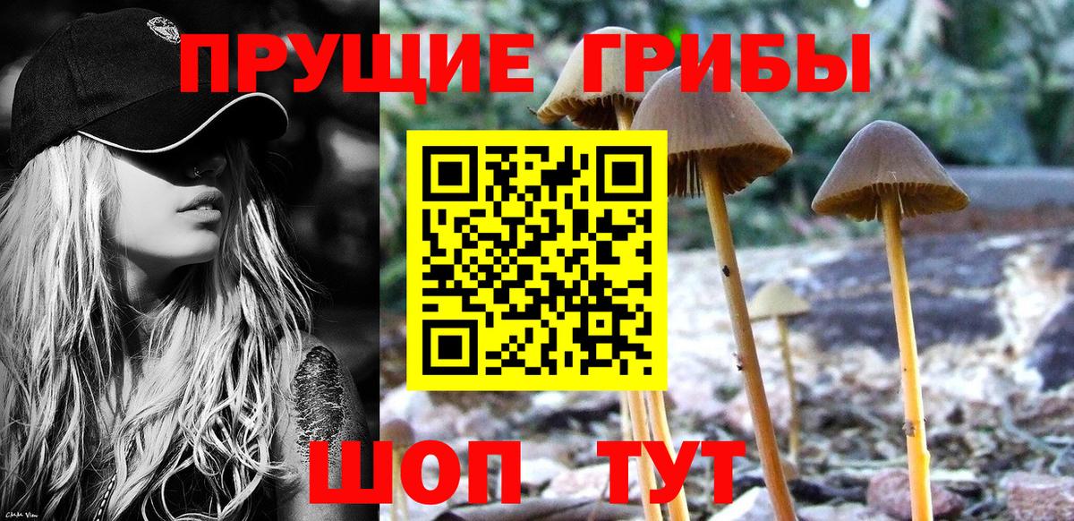 Псилоцибиновые грибы Cubensis Черногорск